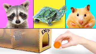 3 Hilarious Pets And 3 Smart Crafts for Kids