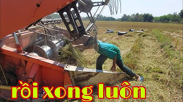 mùa gặt lúa săn bắt chuột đồng -miền đông
