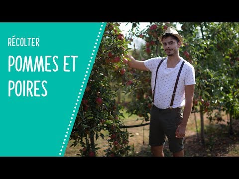 Vidéo: Quand Cueillir Les Pommes Pour Le Stockage