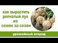 Выращивание лука из семян / Секреты выращивания крупного лука!