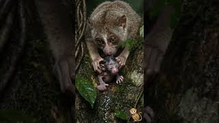 Slender Loris Birth - AI Simulation