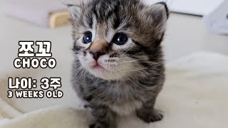 Most Adorable Moment of Kittens - They Look at Me by 꼬부기아빠 Human Cat Tree 3,326 views 3 months ago 3 minutes, 45 seconds