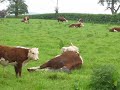 Traditional Hereford Cow Calving