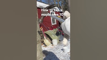 How to tap a maple tree. #maple