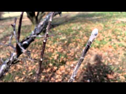 Apple Tree Buds - Fruit vs Vegetative Buds