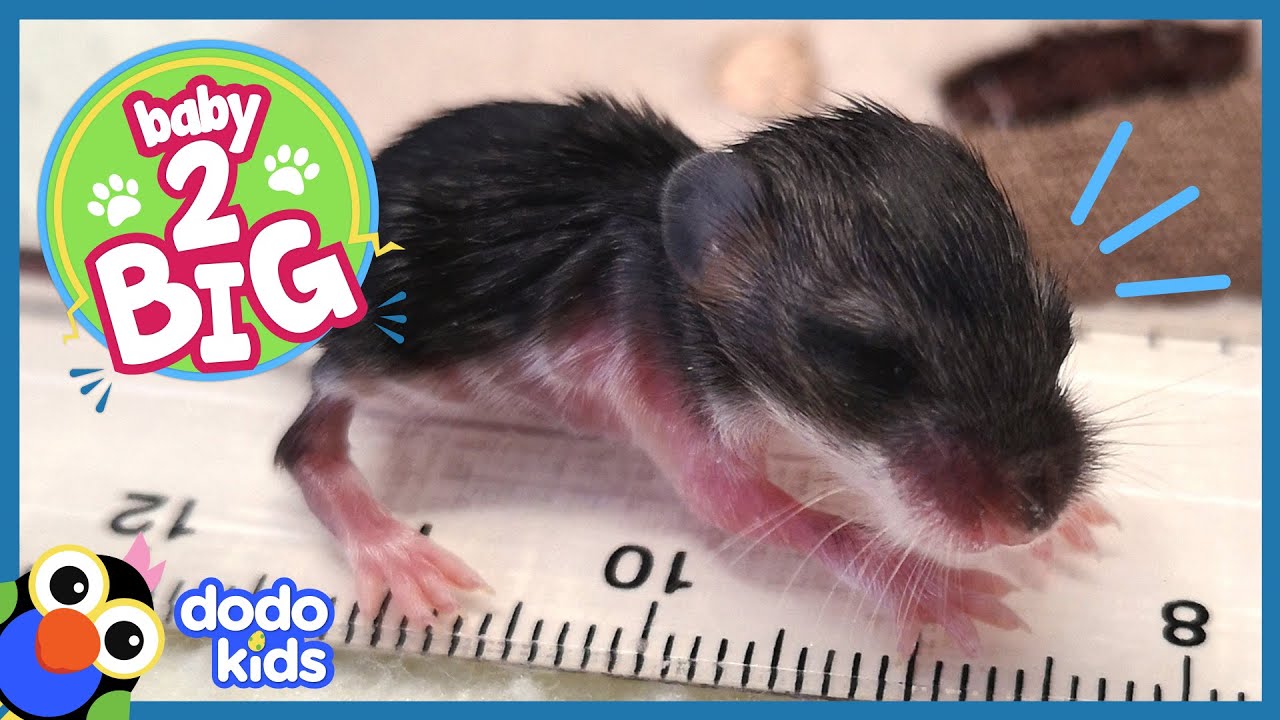 Cartoon Cute Animal Mouse Form Silica Gel Türstopper Baby Sicherheitszubehör weich Gut für Baby Kinder Kinder La177-blau 