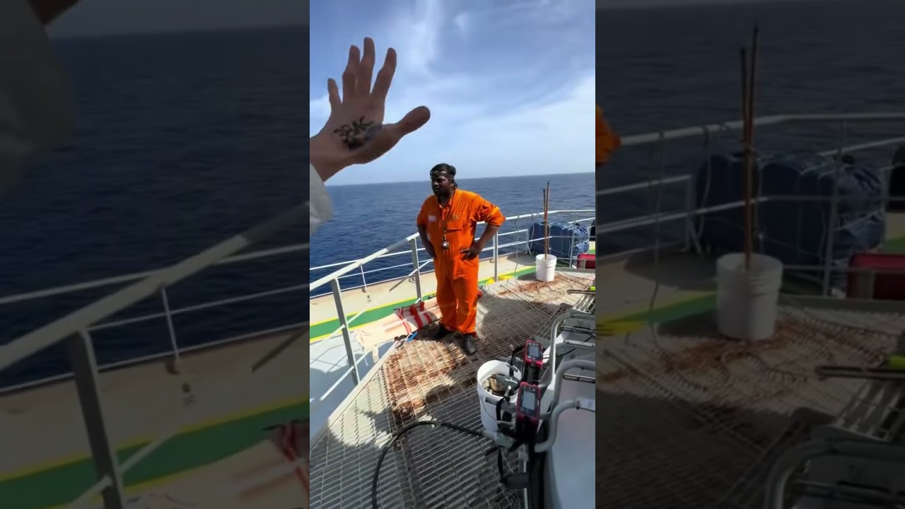 Визуальная инспекция грузовых танков на этиленовозе - Смена груза / Visual inspection of cargo tanks