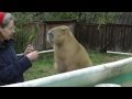 Cutest Capybara So Adorable in Pool