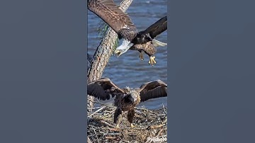 The Flight Training - Mom