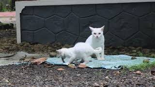 Cat caught and gave a skink to her kitten and the kitten ate it