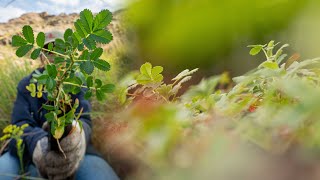 Acción Serrana / Restauración con Tabaquillo en las Sierras de Córdoba