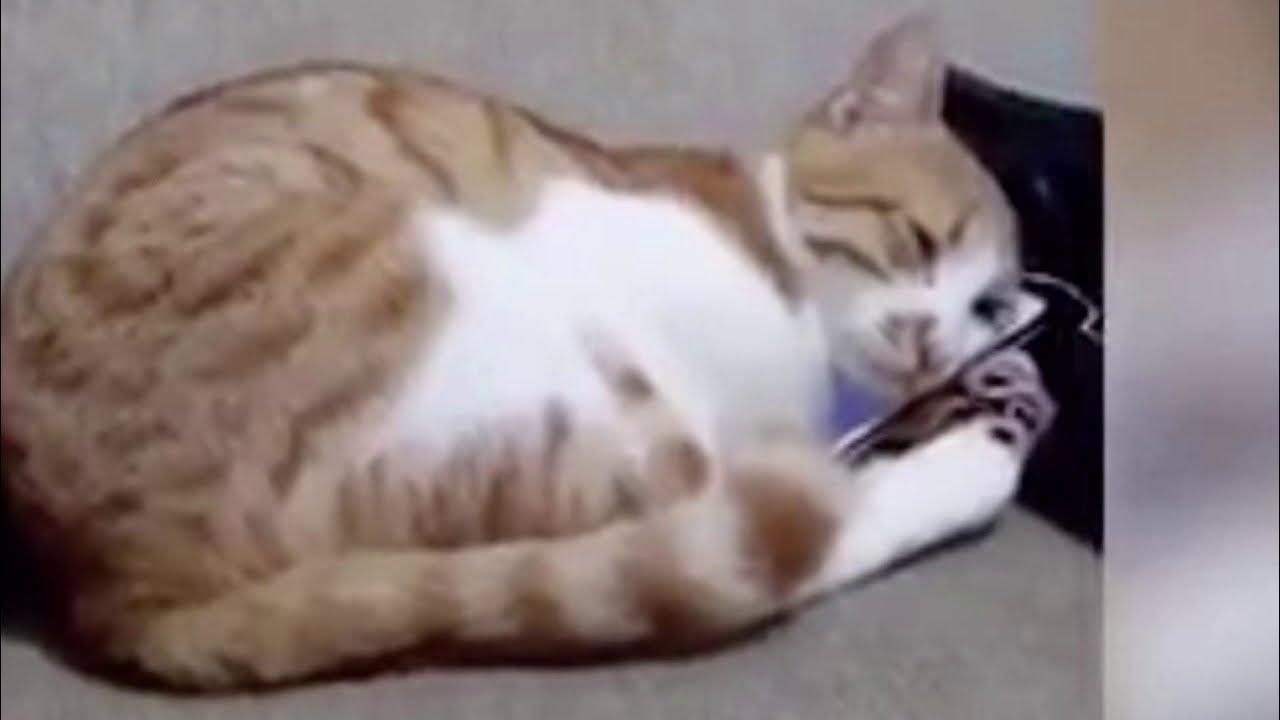 Видео с котиками. Покажи настоящих котиков. Кот повторяет эрр. Кот которому показали видео. Кот из видео.