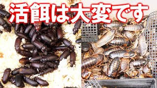 01ジャイアントミルワーム飼育記 ジャイミー 買って来ました 閲覧注意 とりからch Thewikihow 01ジャイアントミルワーム飼育記 ジャイミー 買って来ました 閲覧注意 とりからch Thewikihow