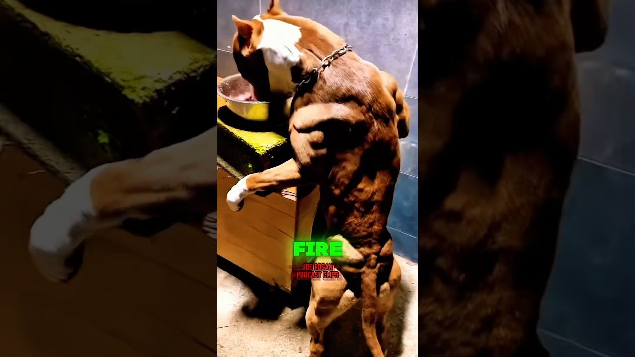 Crazy Pitbull story #pitbull #joerogan