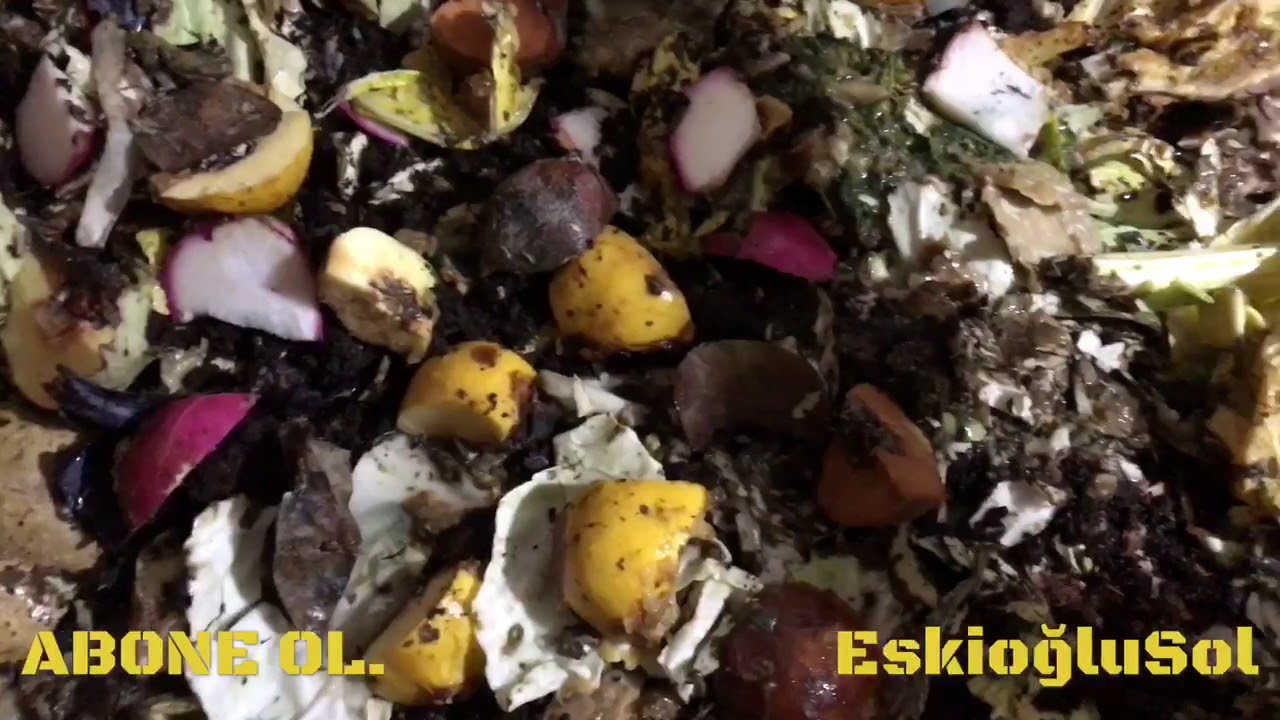 Solucan bakımımda kimse bunları göstermez !!!