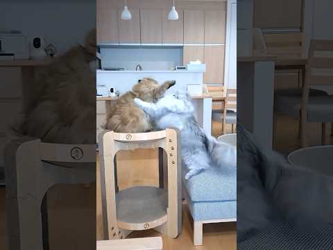 たまには妹が勝つもふもふ猫バトル 【サイベリアン】 #Shorts