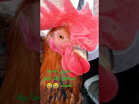 الزعل مرفوض