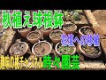 【秋植え球根鉢】花壇への移植 23/3/10