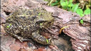 Uk Toad Snaps Up Worms With Sticky Tongue