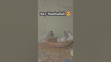 Jawa Finches 😍beauty 😍 #birds #jawafinches #birdsfeeding  #nature #relaxingmusic #relaxingsounds