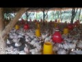 Cara Sukses Ternak Ayam Potong