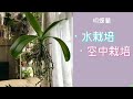 12月13日 胡蝶蘭の水栽培と空中栽培　花芽　根冠　水栽培1本の根と全部の根の違い