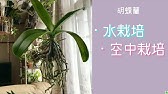 観葉植物 子株からオリヅルランを水耕栽培 成長記録からポッティングまで Youtube 観葉植物 子株からオリヅルランを水耕栽培 成長記録からポッティングまで Youtube
