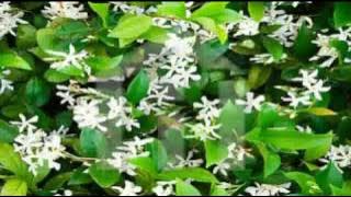 Jasmine Flowers by Kenny G