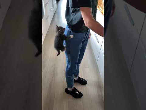 Tiny kitten crawl up mom’s pant leg in hopes of getting her toast.