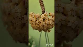 Hoya bicolor and ants. #shortvideo #nature #plants #shorts #hoya #beautiful #plantas #love