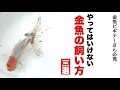 【金魚飼育】初心者必見　やってはいけない金魚の飼い方　関東東錦の動画にのせてご紹介 @peperia