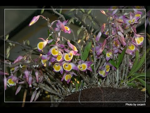 Phong lan Ý Thảo 3 Mầu ( Dendrobium gratiosissimum ) | Foci