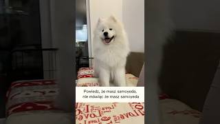 Powiedz że masz samoyeda, nie mówiąc że masz samoyeda #samoyed #chmurka #dog #upartyjaksamoyed