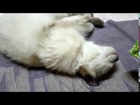 Video: Mengenali Dan Mengubati Asma Pada Kucing