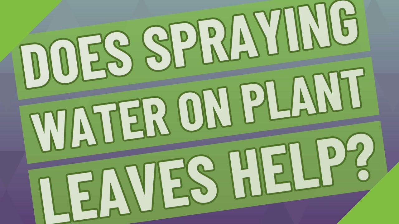 Does spraying water on plant leaves help? - YouTube