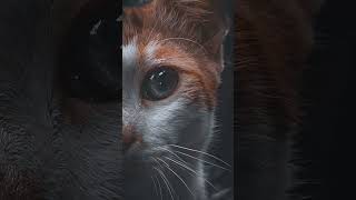 I took this photo❤️ | #cats #cat #photography #shorts #ytshorts