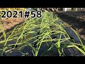 【家庭菜園】初めて10月に植えてみた超極早生玉ねぎ【2021#58】