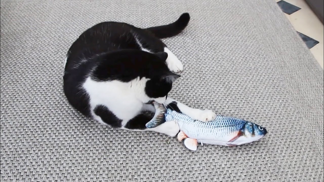 Poisson qui bouge pour chat, un jouet interactif 🐟😹 YouTube Poisson qui bouge pour chat, un jouet interactif 🐟😹 YouTube