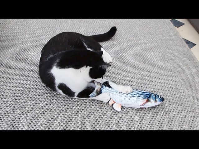 Jouet pour chat Poisson Frétillant