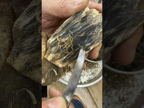 Extremely Dark Kynam Resin Soft Sticky And Sweet Kynam Oud Kinam Kinamoud عود كينام 