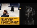 FULL TUTORIAL: Photograph a Black Dog on a Black Background in Studio