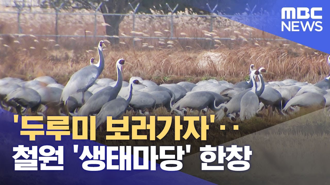 '두루미 보러가자'..철원 '생태마당' 한창 (2023.11.17/뉴스데스크/춘천MBC)