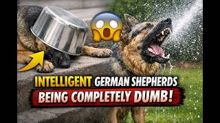 Intelligent German shepherds Being Completely Dumb │ German Shepherd funny video