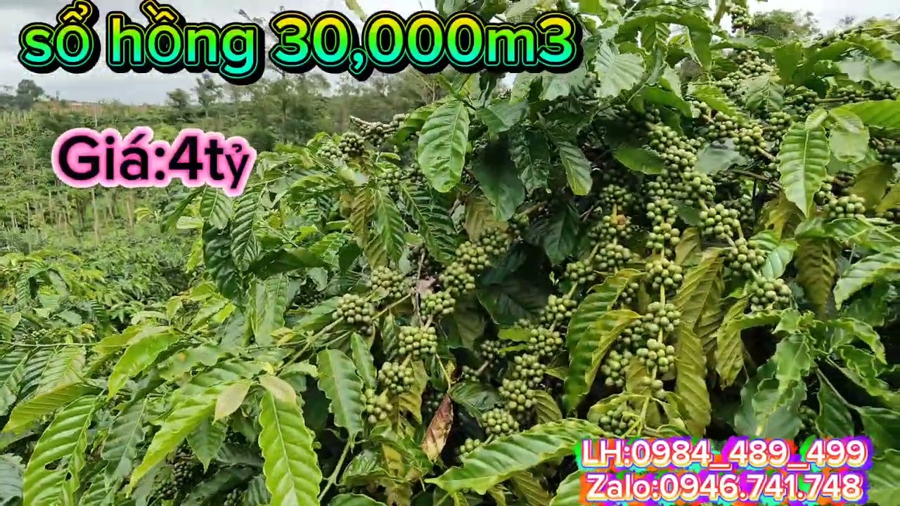  (lô 198) sổ hồng 3h tại Nâm N'jang Đăk song Đăk nông cũ 