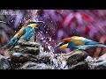 🔴 24/7 LIVE: Spring Nature & Relaxing Piano 🎹 Focus Music for Concentration