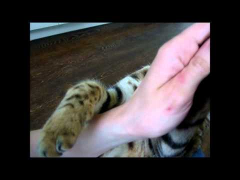 Video: Moet Ik De Klauwen Van Een Kat Doorknippen?