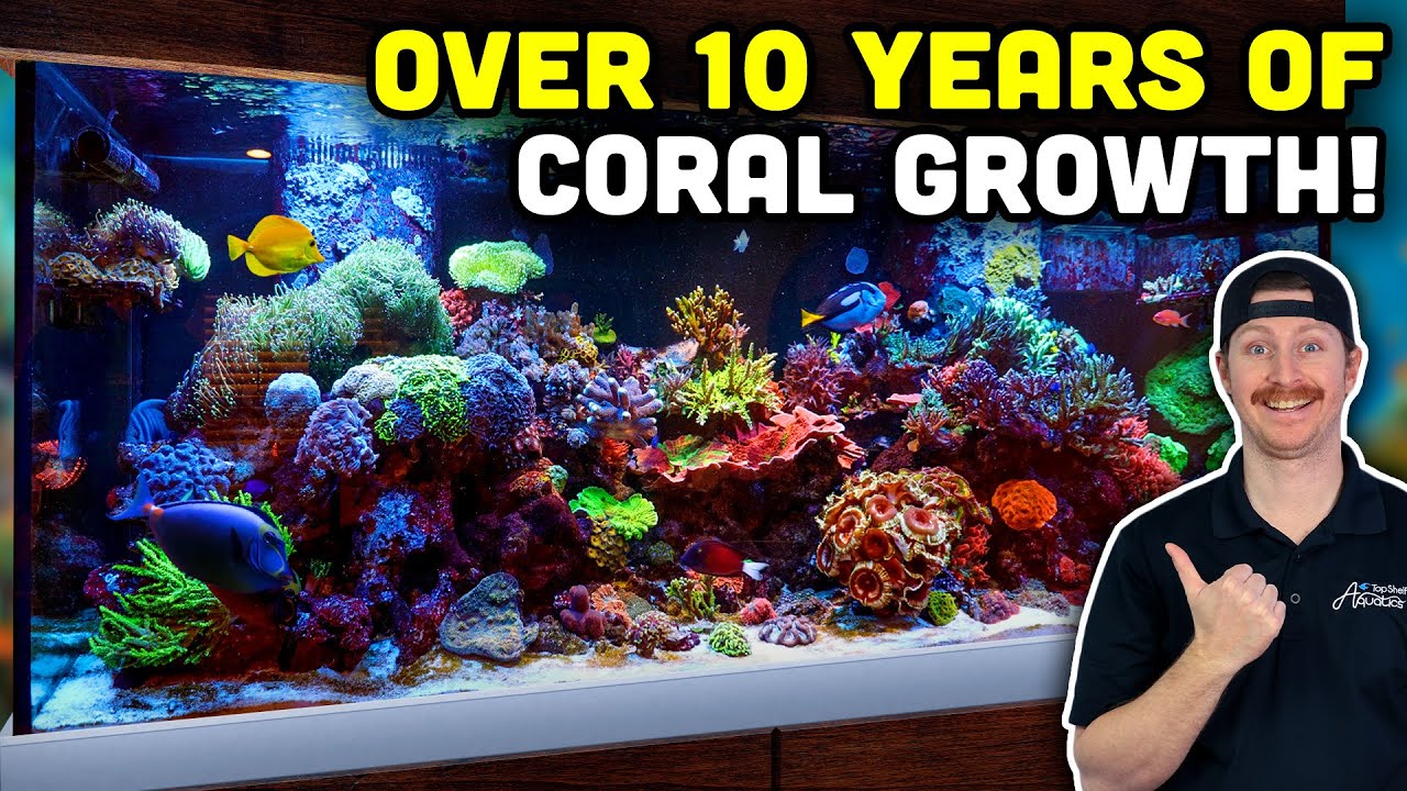10+ YEAR OLD Reef Tank with a Forest of Mature Corals!