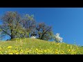 Erlebnis bregenzerwald kapelle am bildbhel der frhling ist dieses jahr besonders schn in bizau