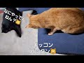 これ…大好きらしい😹　　　#茶トラ#カラス猫#猫の遊び#猫小屋