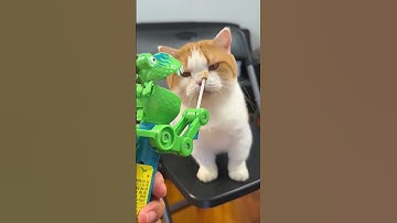 Catnip on a Dino Lollipop Robot… and My Cat Is FURIOUS 🦖😂